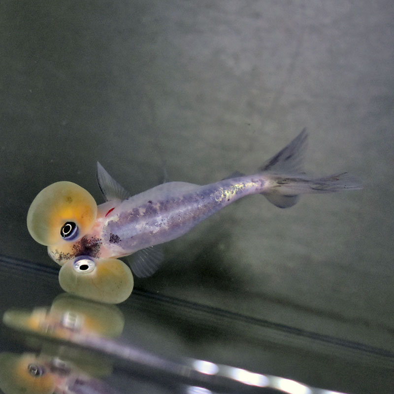 金魚王子】変わり柄水泡眼 6.5±1cm前後 (個体番号：cde416) 金魚