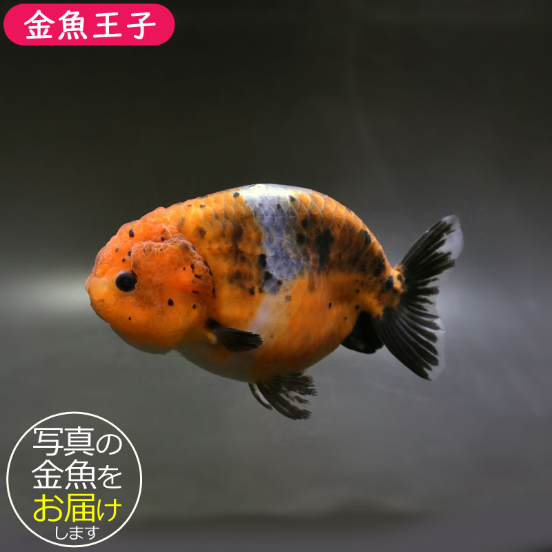 魚くん 様@KC x 2 金魚王子】更紗三ツ尾和金 7.5～8cm前後 (個体番号：cde572