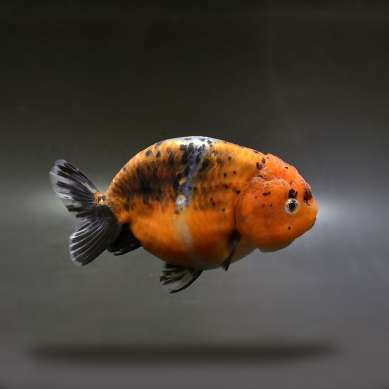 金魚王子】キリンらんちゅう 13cm前後 (個体番号：cde592) 金魚