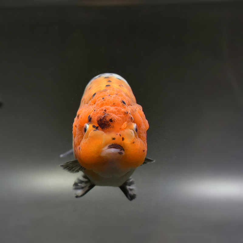 金魚王子】キリンらんちゅう 13cm前後 (個体番号：cde592) 金魚