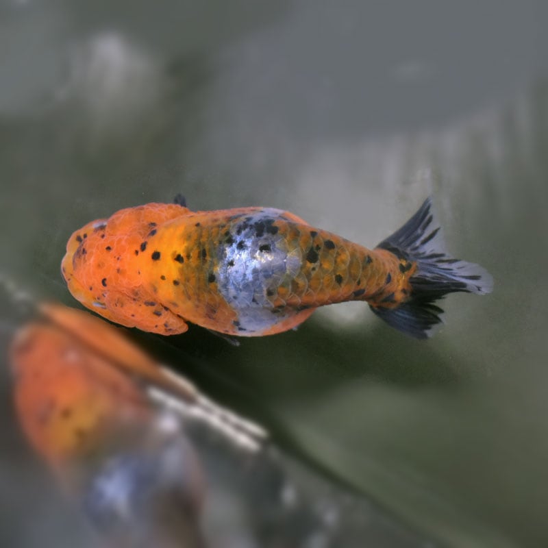 魚さん　専用　王一博 250125 Photo】 #LegendoftheCondorHeroes #TheGallants