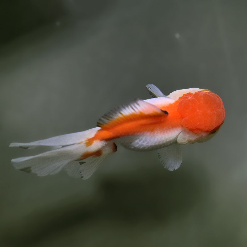 金魚王子】三色高頭オランダ 9.5cm前後 (個体番号：xsw513) 金魚