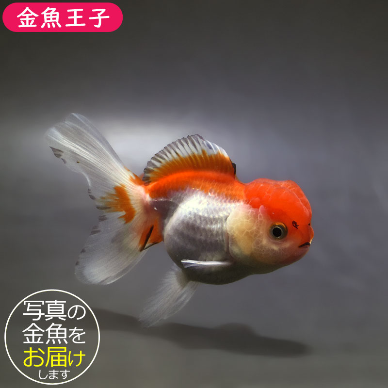 金魚王子】三色高頭オランダ 9.5cm前後 (個体番号：xsw513) 金魚