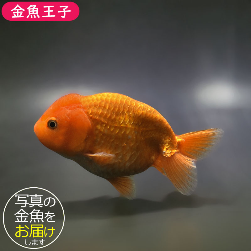 金魚-らんちゅう大型 大田原市 なかがわ水遊園の金魚 らんちゅうの写真素材 [89327481] - PIXTA