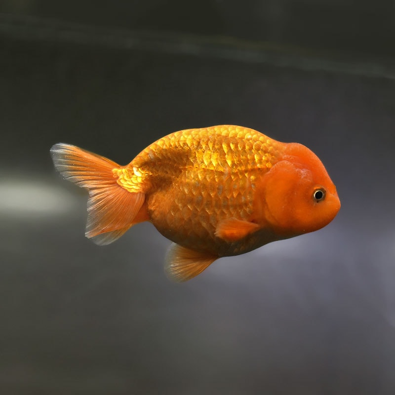 金魚王子】レッドらんちゅう 13cm前後 (個体番号：xsw702) 金魚