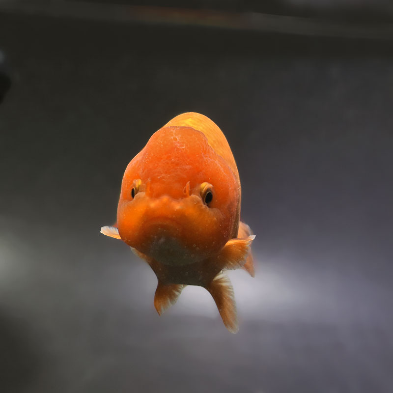 金魚王子】レッドらんちゅう 13cm前後 (個体番号：xsw702) 金魚
