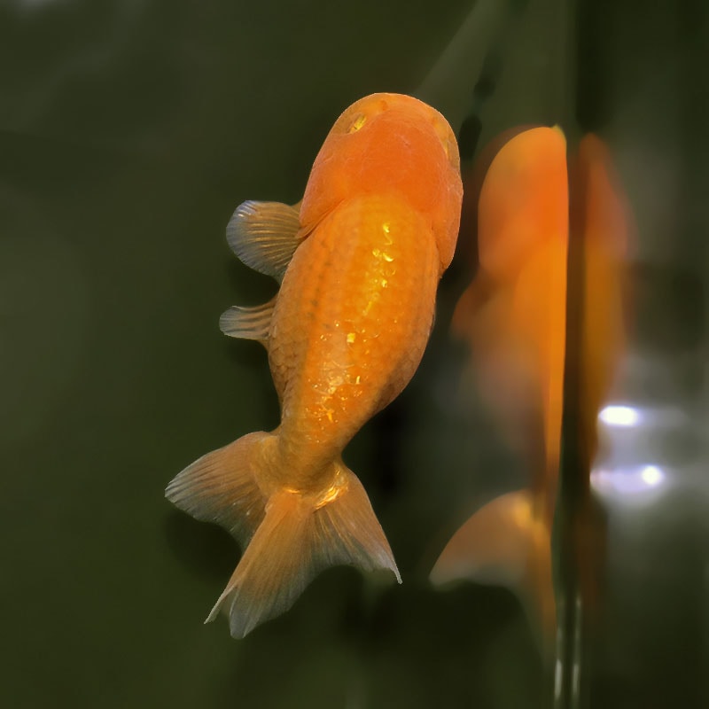 金魚王子】レッドらんちゅう 13cm前後 (個体番号：xsw702) 金魚