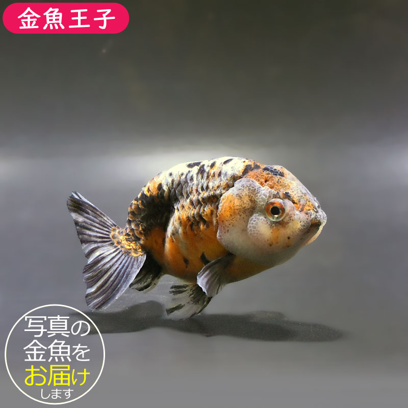 金魚王子】五色江戸錦 10.5cm前後 (個体番号：zaq131) 金魚 きんぎょ