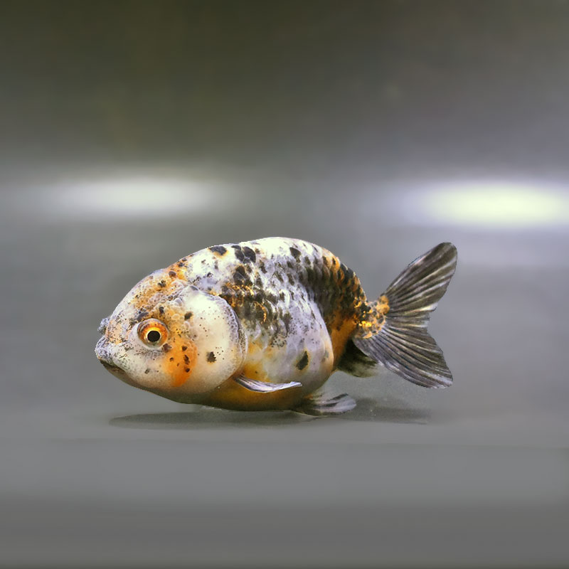 金魚王子】五色江戸錦 10.5cm前後 (個体番号：zaq131) 金魚 きんぎょ