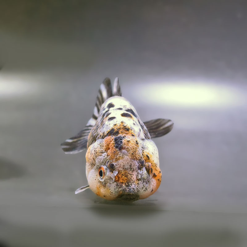 金魚王子】五色江戸錦 10.5cm前後 (個体番号：zaq131) 金魚 きんぎょ