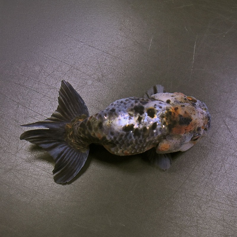 金魚王子】五色江戸錦 10.5cm前後 (個体番号：zaq131) 金魚 きんぎょ