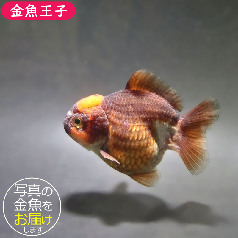 金魚王子】変わり柄オランダ 9±1cm前後 (個体番号：zaq299) 金魚