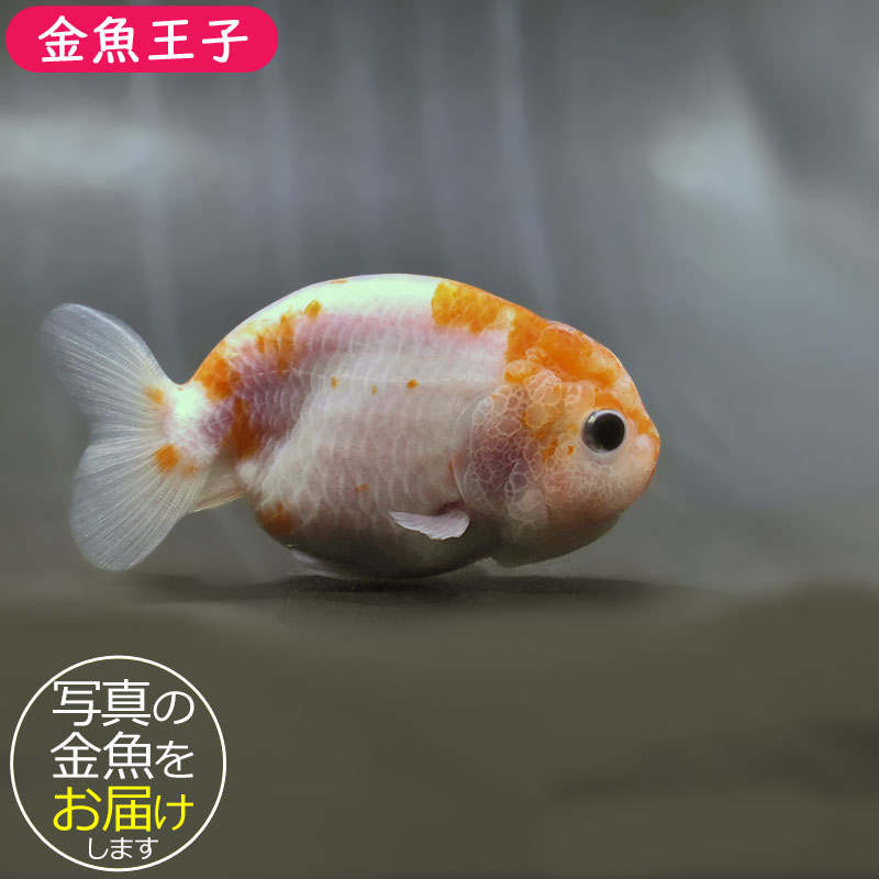 金魚王子】桜錦 8～9cm前後 (個体番号：zaq482) 金魚 きんぎょ 生体