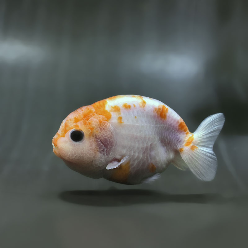 金魚王子】桜錦 8～9cm前後 (個体番号：zaq482) 金魚 きんぎょ 生体