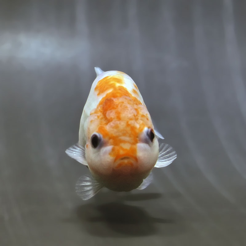 金魚王子】桜錦 8～9cm前後 (個体番号：zaq482) 金魚 きんぎょ 生体