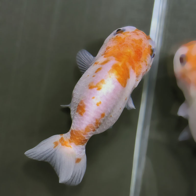 金魚王子】桜錦 8～9cm前後 (個体番号：zaq482) 金魚 きんぎょ 生体