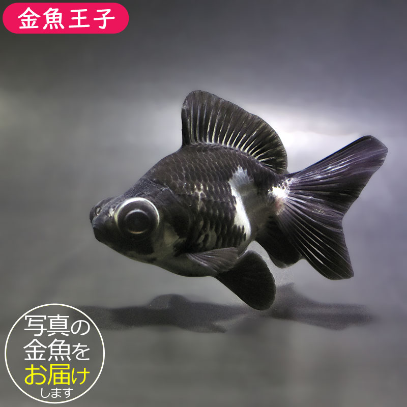 金魚王子】パンダ蝶尾 8～9cm前後 (個体番号：zaq676) 金魚 きんぎょ