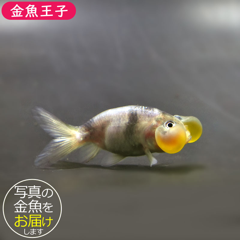 金魚　水晶　彫り 金魚王子】変わり柄水泡眼 6.5±1cm前後 (個体番号：cde414) 金魚