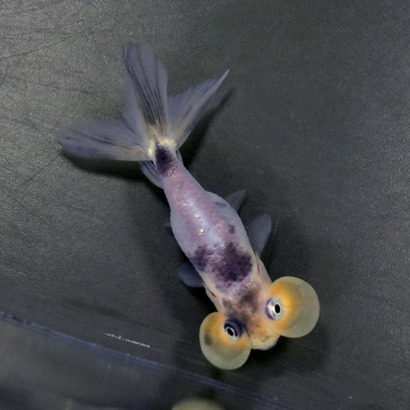 金魚王子】変わり柄水泡眼 6.5±1cm前後 (個体番号：cde417) 金魚