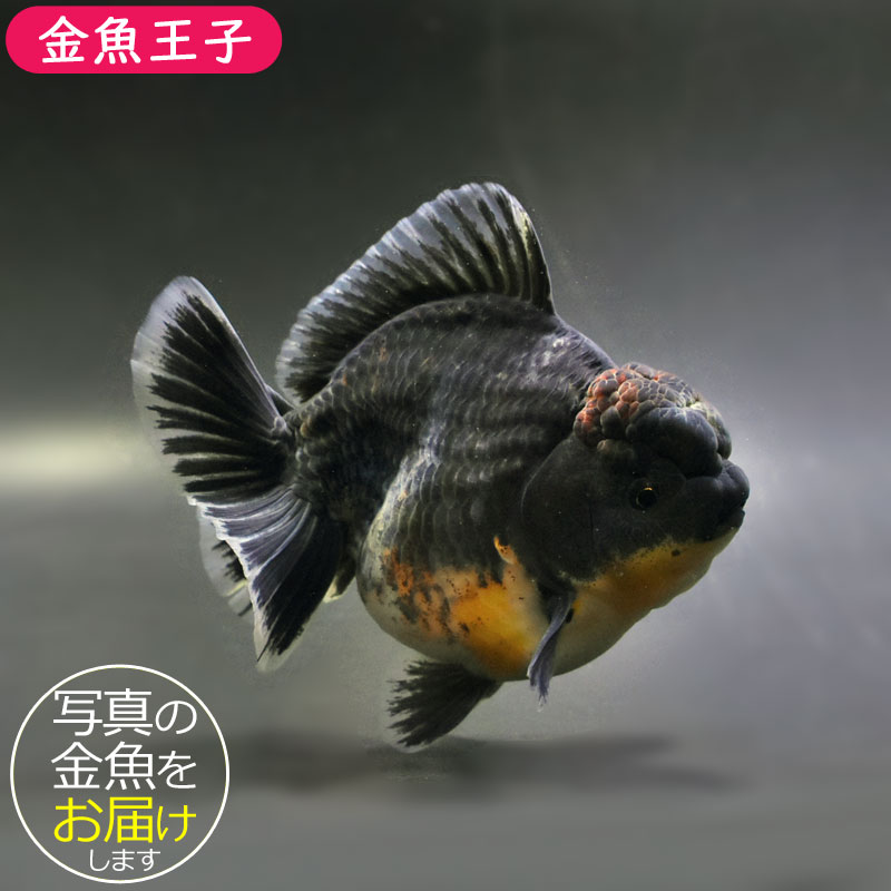 希少【金魚伝承】 金魚伝来500年記念フィギュア ノーマルコンプ１０種 希少【金魚伝承】 金魚伝来500年記念フィギュア ノーマルコンプ