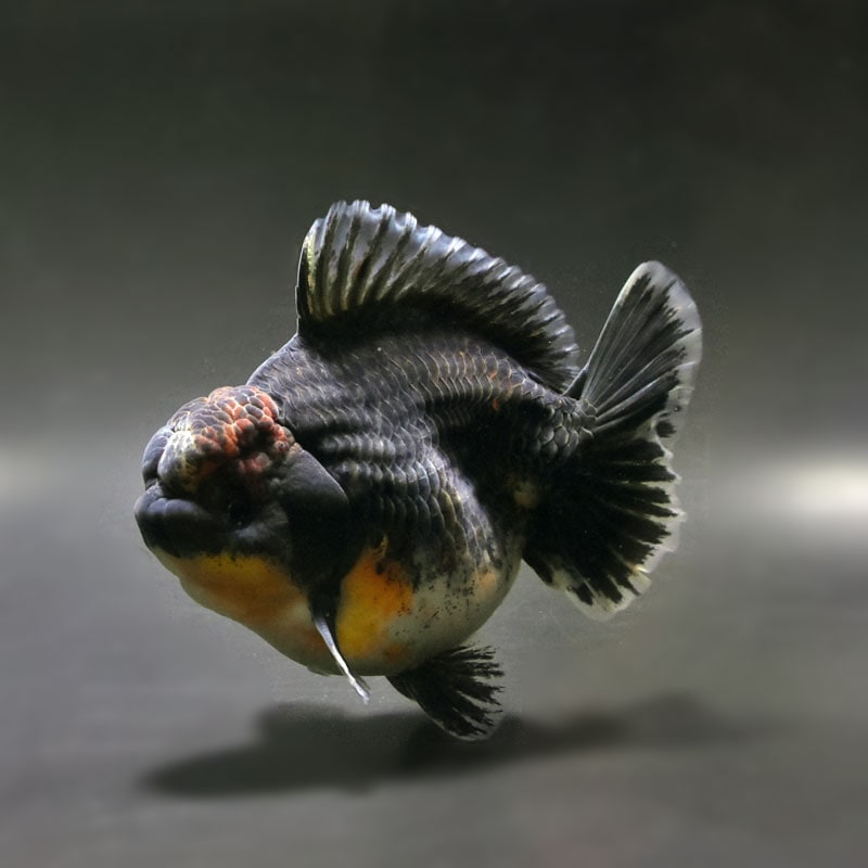 金魚王子】変わり柄ローズテールオランダ 14cm前後 (個体番号