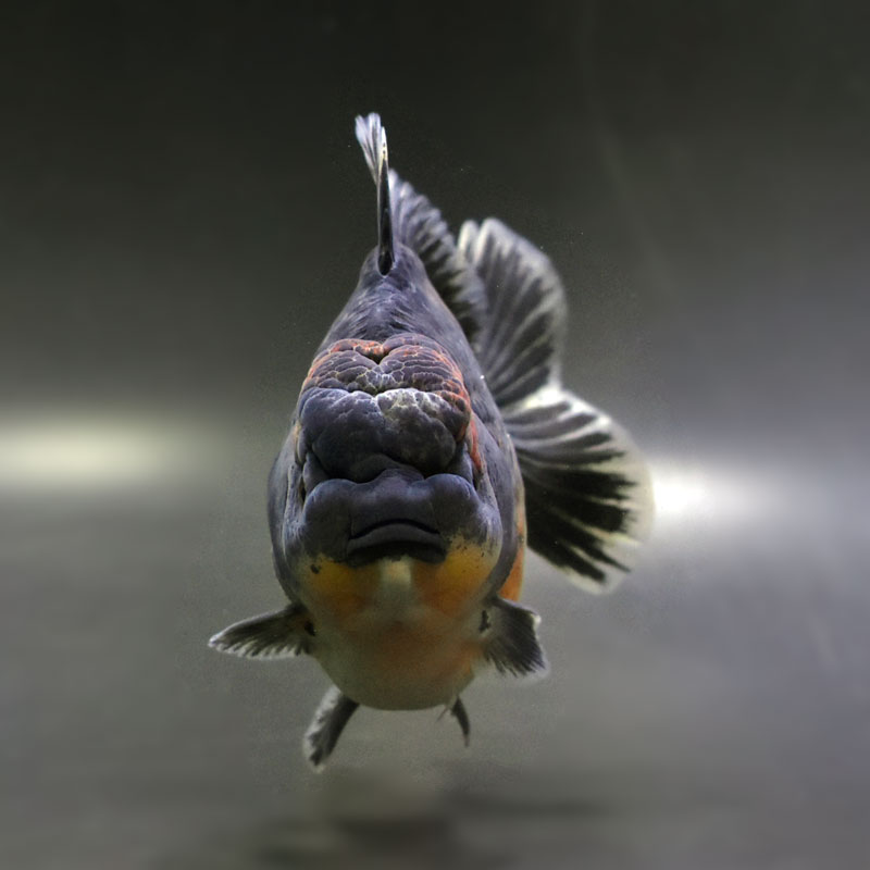 金魚王子】変わり柄ローズテールオランダ 14cm前後 (個体番号