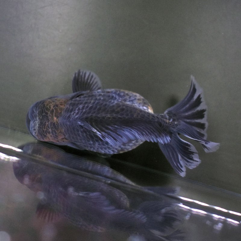 きんぎょ様 金魚王子】変わり柄水泡眼 8±1cm前後 (個体番号：cde624) 金魚