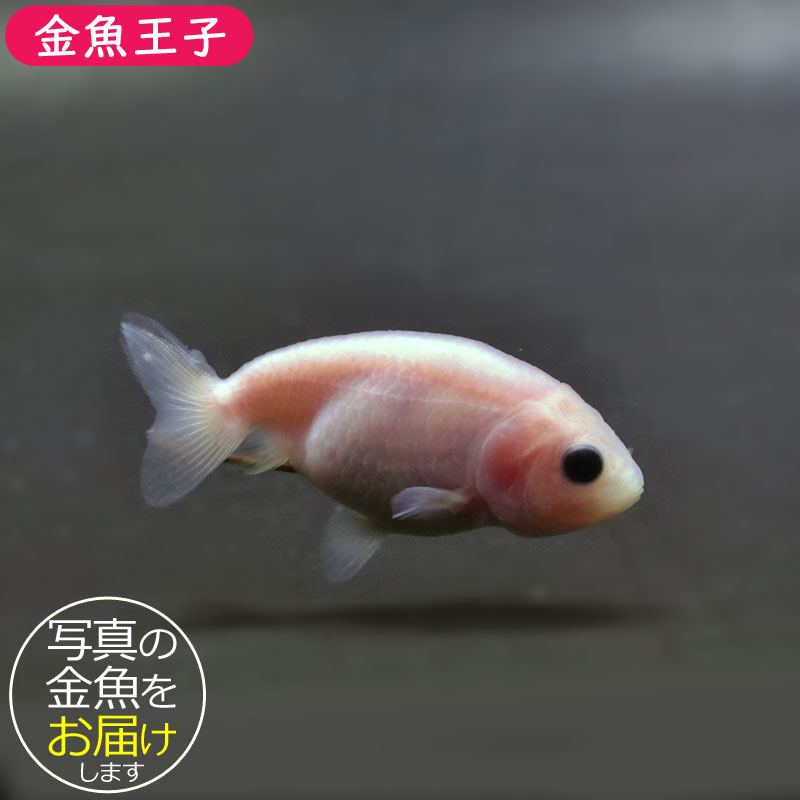専用ページ 桜 金魚 金魚王子】桜錦 6.5±1cm前後 (個体番号：cde909) 金魚 きんぎょ 生体
