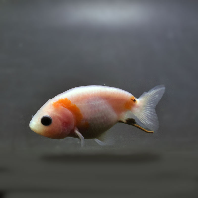 金魚王子】桜錦 6.5±1cm前後 (個体番号：cde909) 金魚 きんぎょ 生体