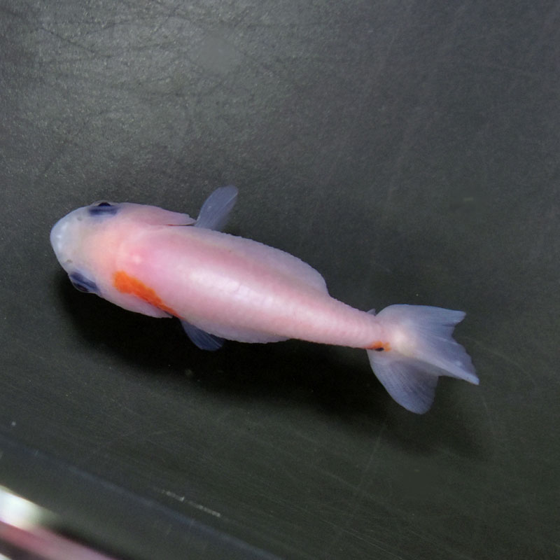 金魚王子】桜錦 6.5±1cm前後 (個体番号：cde909) 金魚 きんぎょ 生体