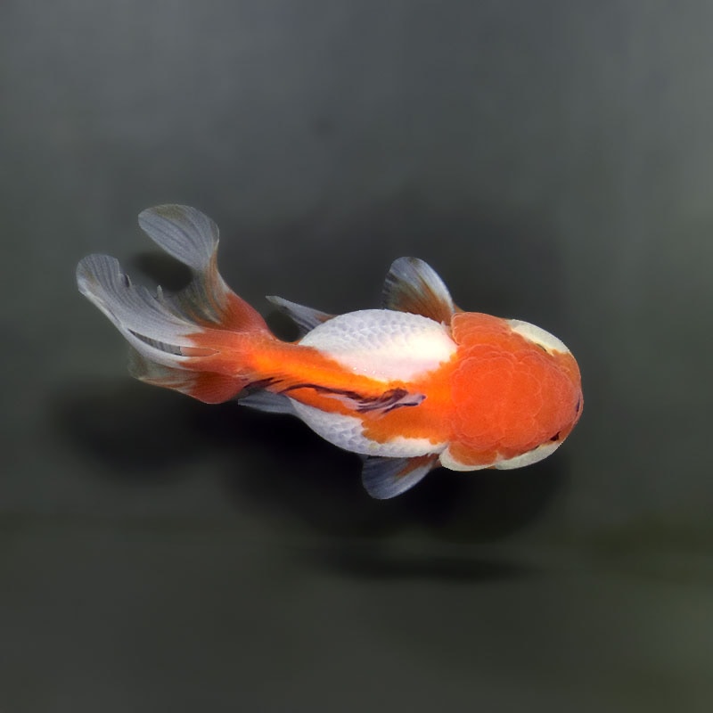 金魚王子】三色高頭オランダ 9cm前後 (個体番号：xsw514) 金魚