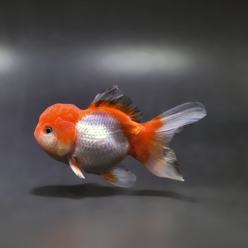 金魚王子】三色高頭オランダ 9cm前後 (個体番号：xsw514) 金魚
