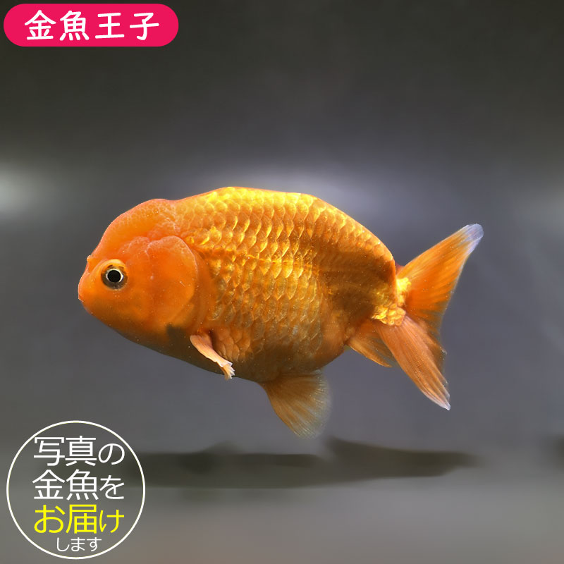 金魚王子】レッドらんちゅう 13.5cm前後 (個体番号：xsw703) 金魚