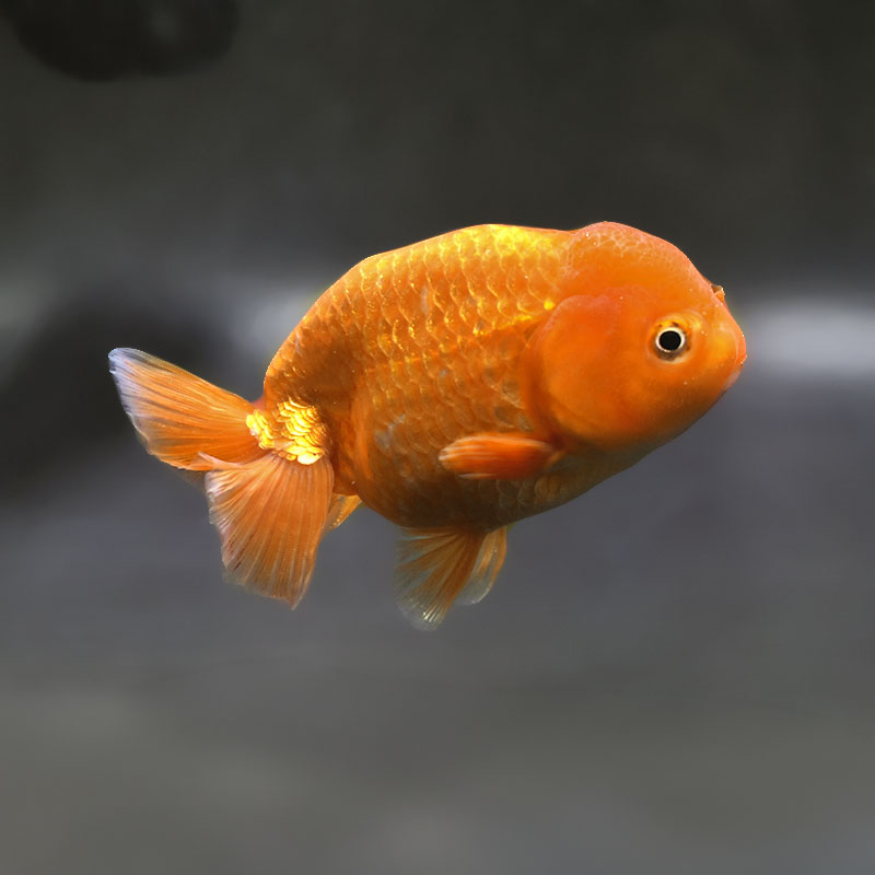 金魚王子】レッドらんちゅう 13.5cm前後 (個体番号：xsw703) 金魚
