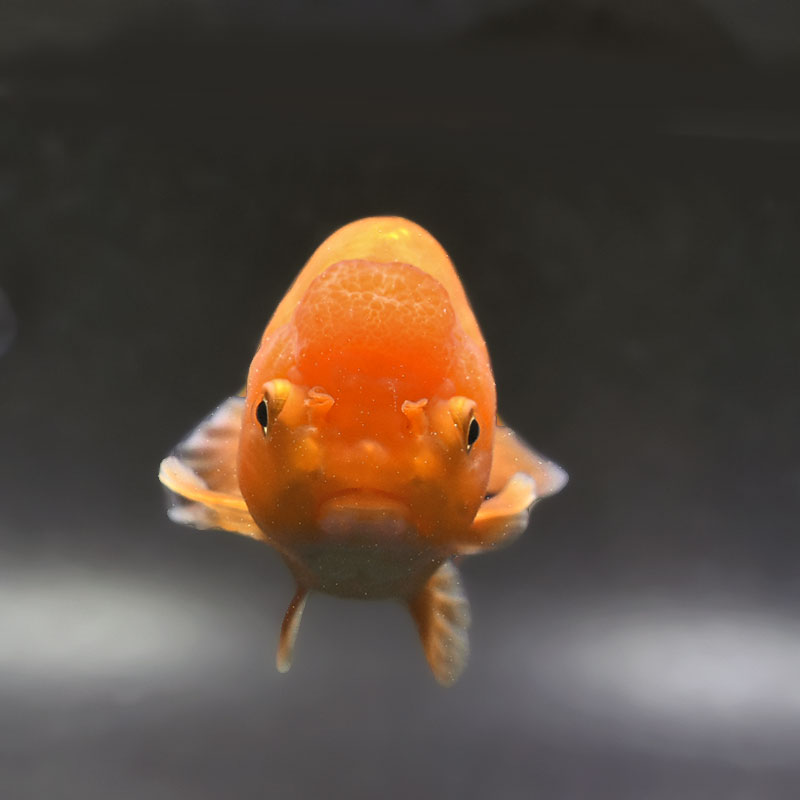金魚王子】レッドらんちゅう 13.5cm前後 (個体番号：xsw703) 金魚