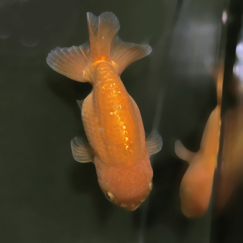 金魚王子】レッドらんちゅう 13.5cm前後 (個体番号：xsw703) 金魚