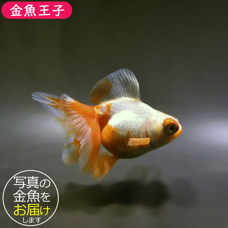 金魚王子】更紗蝶尾 9±1cm前後 (個体番号：xsw851) 金魚 きんぎょ 生体