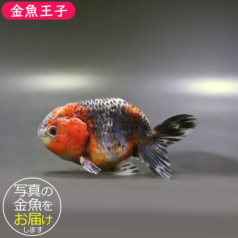 金魚王子】五色江戸錦 10.5cm前後 (個体番号：zaq132) 金魚 きんぎょ