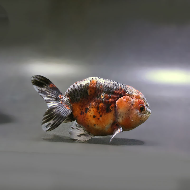 金魚王子】五色江戸錦 10.5cm前後 (個体番号：zaq132) 金魚 きんぎょ