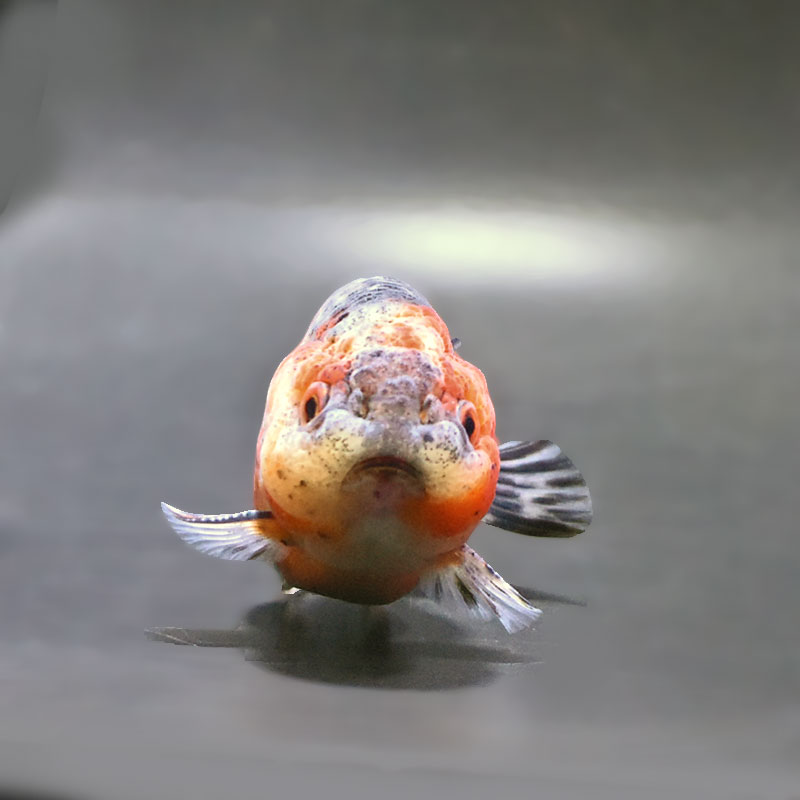 金魚王子】五色江戸錦 10.5cm前後 (個体番号：zaq132) 金魚 きんぎょ