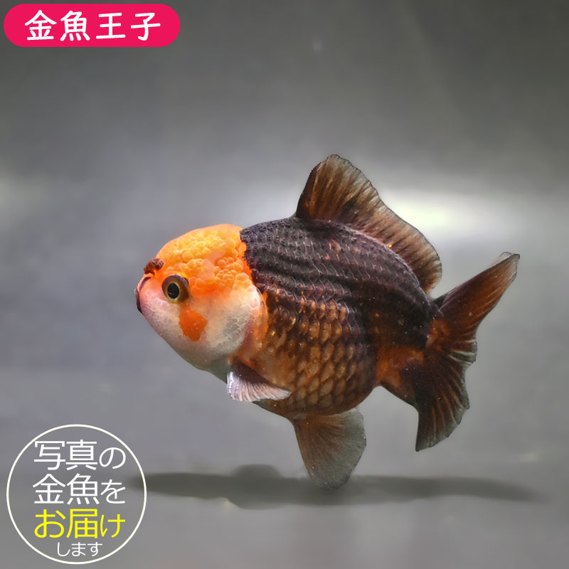 金魚ページ 金魚王子】変わり柄オランダ 9±1cm前後 (個体番号：zaq300) 金魚