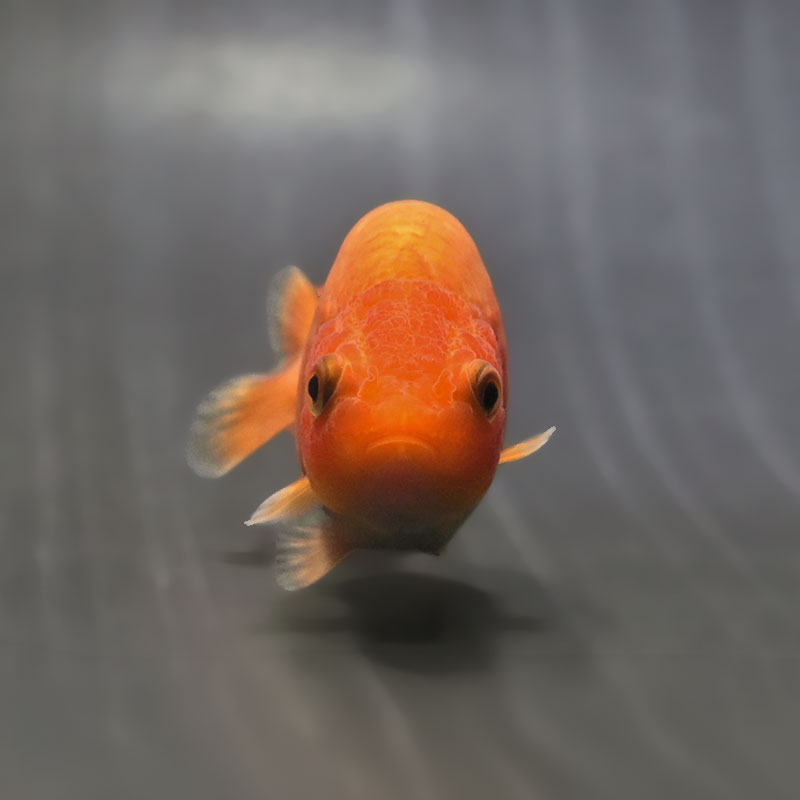 金魚王子】もみじらんちゅう 8～9cm前後 (個体番号：zaq483) 金魚