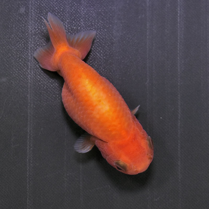 金魚王子】もみじらんちゅう 8～9cm前後 (個体番号：zaq483) 金魚