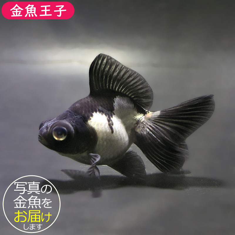 金魚王子】パンダ蝶尾 8～9cm前後 (個体番号：zaq677) 金魚 きんぎょ