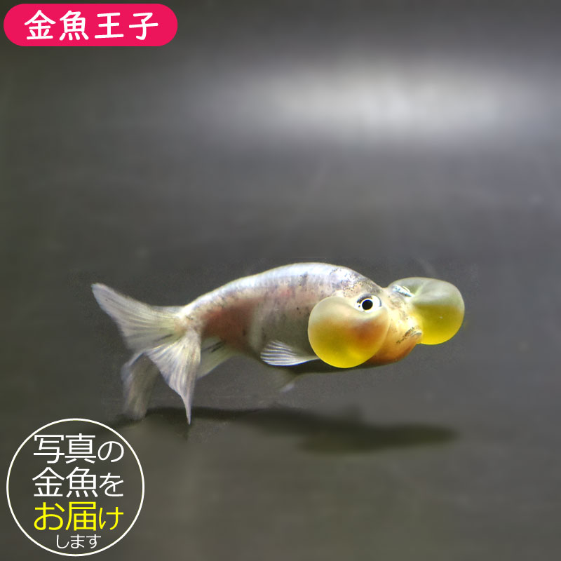 モモ「金魚」「菊」 金魚王子】変わり柄水泡眼 6.5±1cm前後 (個体番号：cde418) 金魚