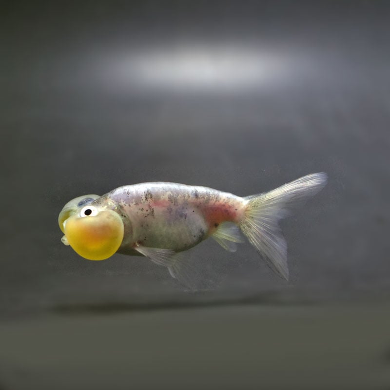 金魚王子】変わり柄水泡眼 6.5±1cm前後 (個体番号：cde418) 金魚