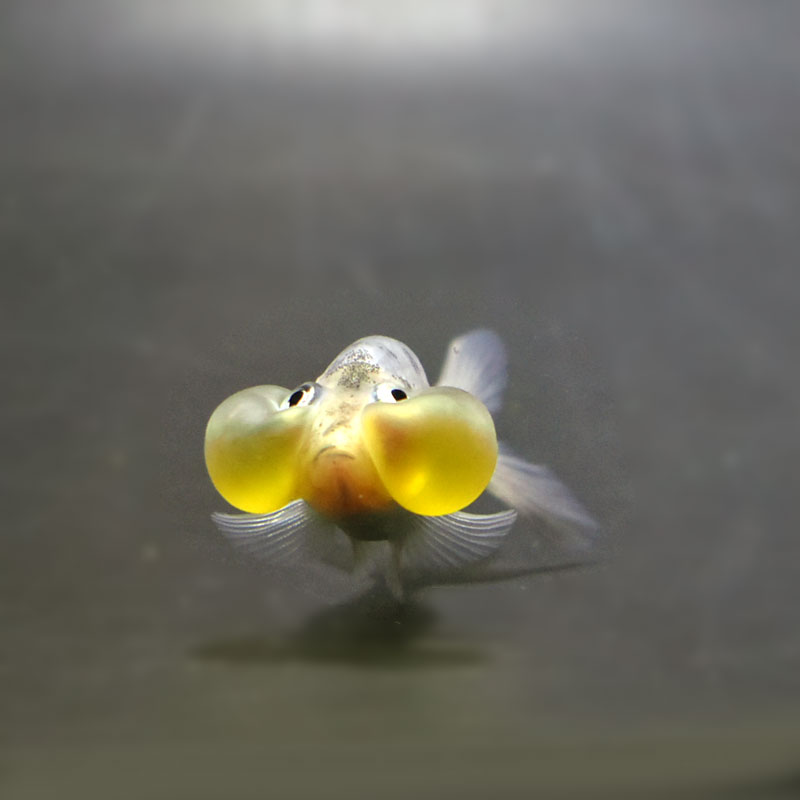 dita 京の凪金魚 DITA 浴衣 京の凪金魚