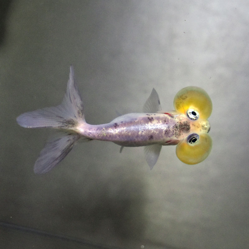 きんぎょ様 楽天市場】【金魚王子】白黒ローズテールオランダ 12cm前後