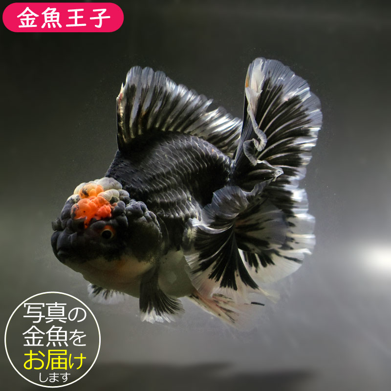 さかなさま メガバス サザンカ140F 140mm/48g (SAZANKA140F) 【シーバス