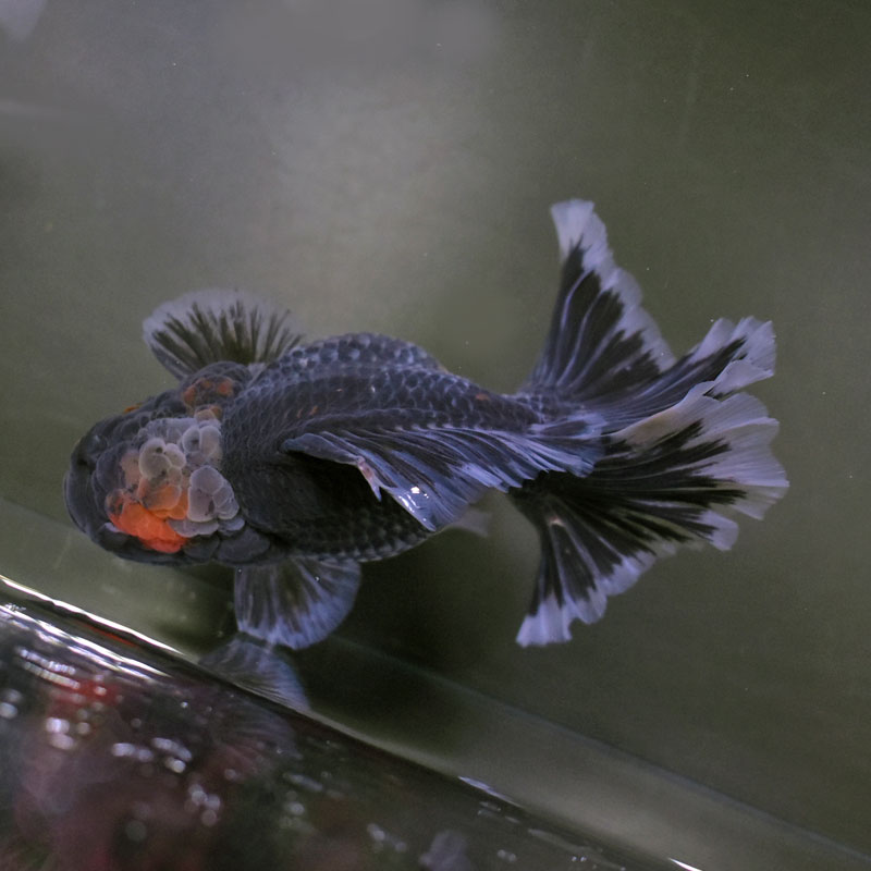 キョンタ　　おまとめ５点 金魚王子】変わり柄ローズテールオランダ 14cm前後 (個体番号